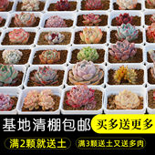 多肉植物套餐含带盆肉肉组合室内小盆栽精品大颗好养花卉橙梦露
