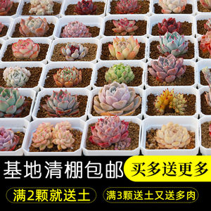 简单新手必入多肉趣味美观