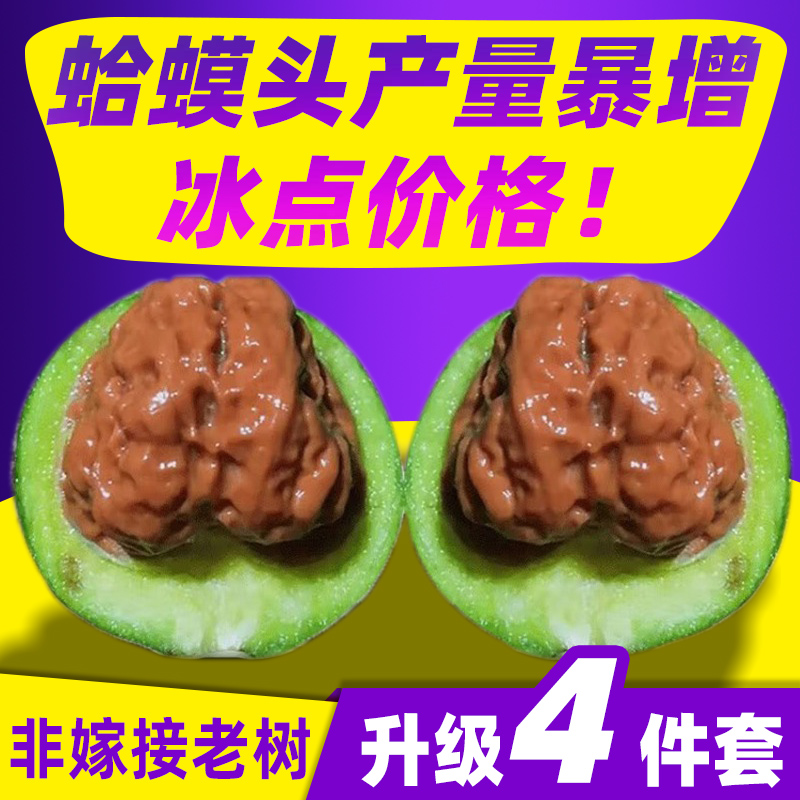 特大收藏级文玩核桃青皮