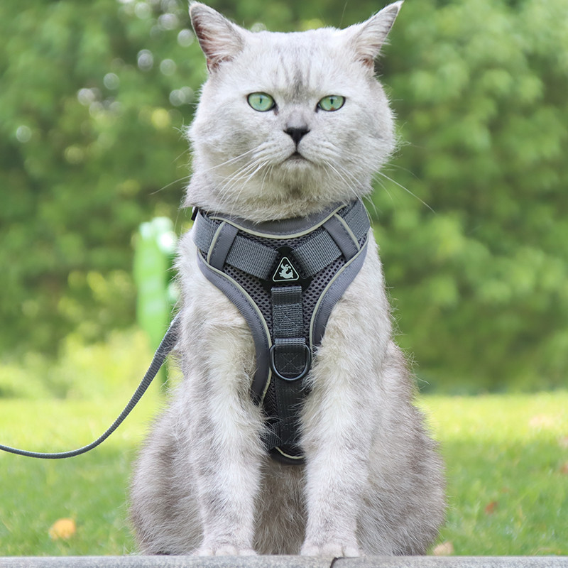 猫咪牵引绳防挣脱外出专用遛猫神器宠物背带链子可调节溜猫绳