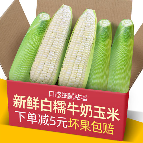 新鲜采摘广西白糯牛奶玉米5-9斤
