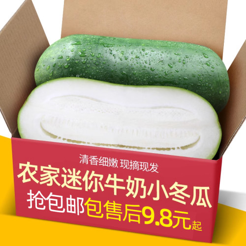 山东农家迷你牛奶小冬瓜5斤