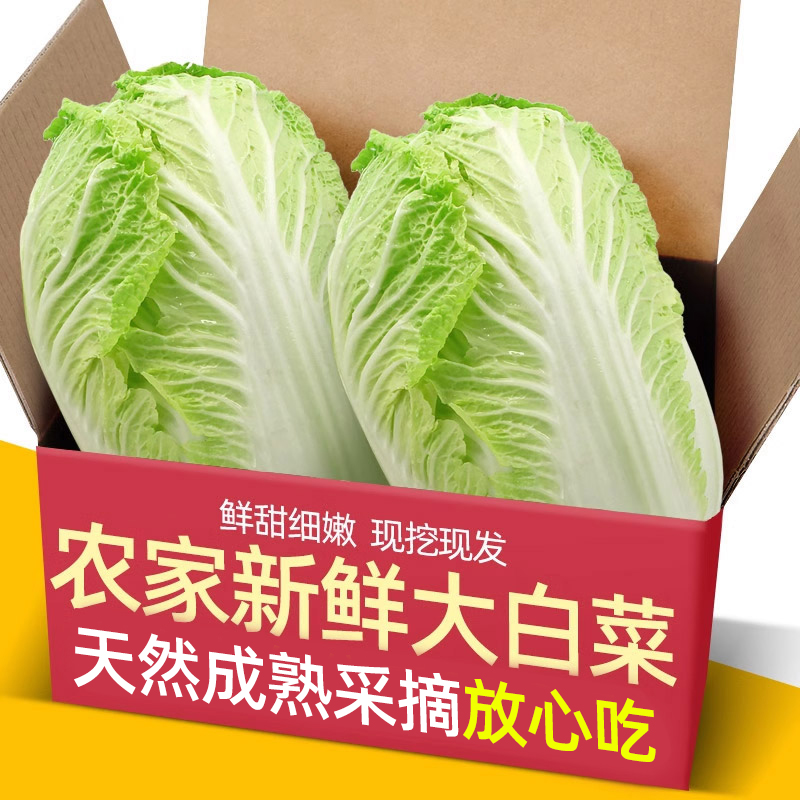 山东潍坊大白菜新鲜10斤