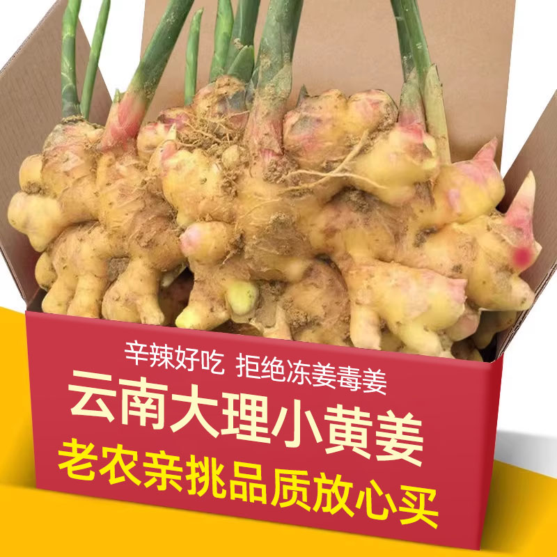 云南大理现挖春姜小黄姜