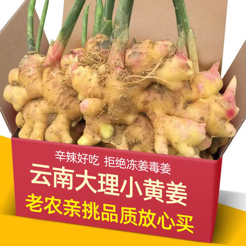 云南大理现挖春姜小黄姜