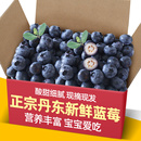 正宗丹东新鲜蓝莓鲜果6盒装 现摘宝宝辅食孕妇新鲜水果脆甜花香