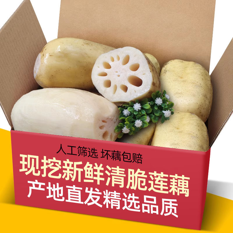 新鲜脆莲藕5斤装新花藕现挖菜藕脆藕洪湖鲜藕白莲藕炒食凉拌甜藕