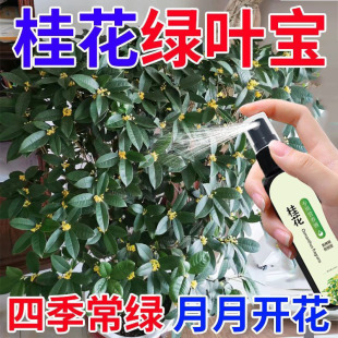 桂花营养液浓缩专用型盆栽家用金桂银桂复合有机促花肥月月开花