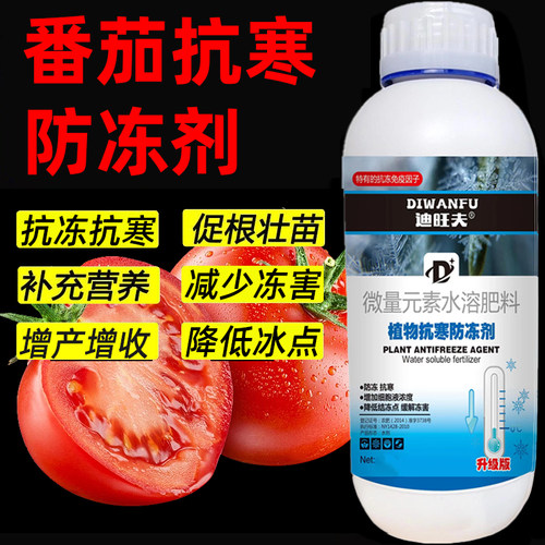 番茄防冻液番茄抗冻防寒剂番茄专用药解冻害抗低温番茄防冻剂叶肥
