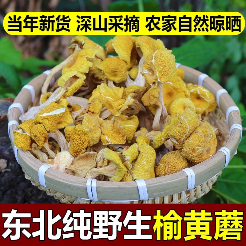 东北纯野生榆黄蘑鸡油菌类特产新鲜干黄丝菌黄金菇榆黄菇煲汤食材