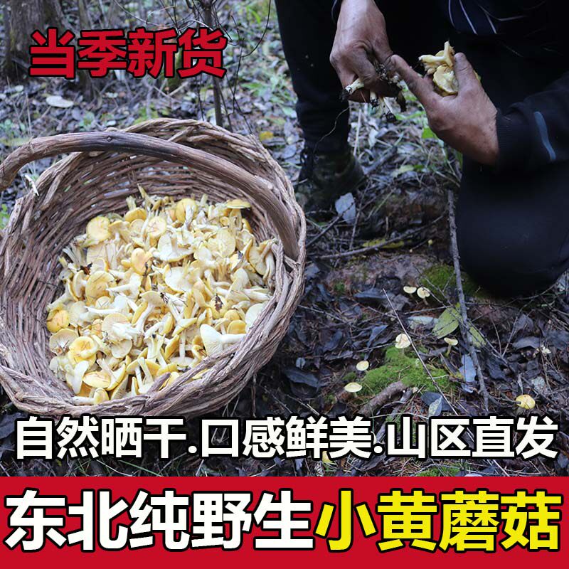 东北野生小黄蘑菇干货黄松蘑新鲜特级黄油蘑炖鸡煲汤口感滑嫩好吃