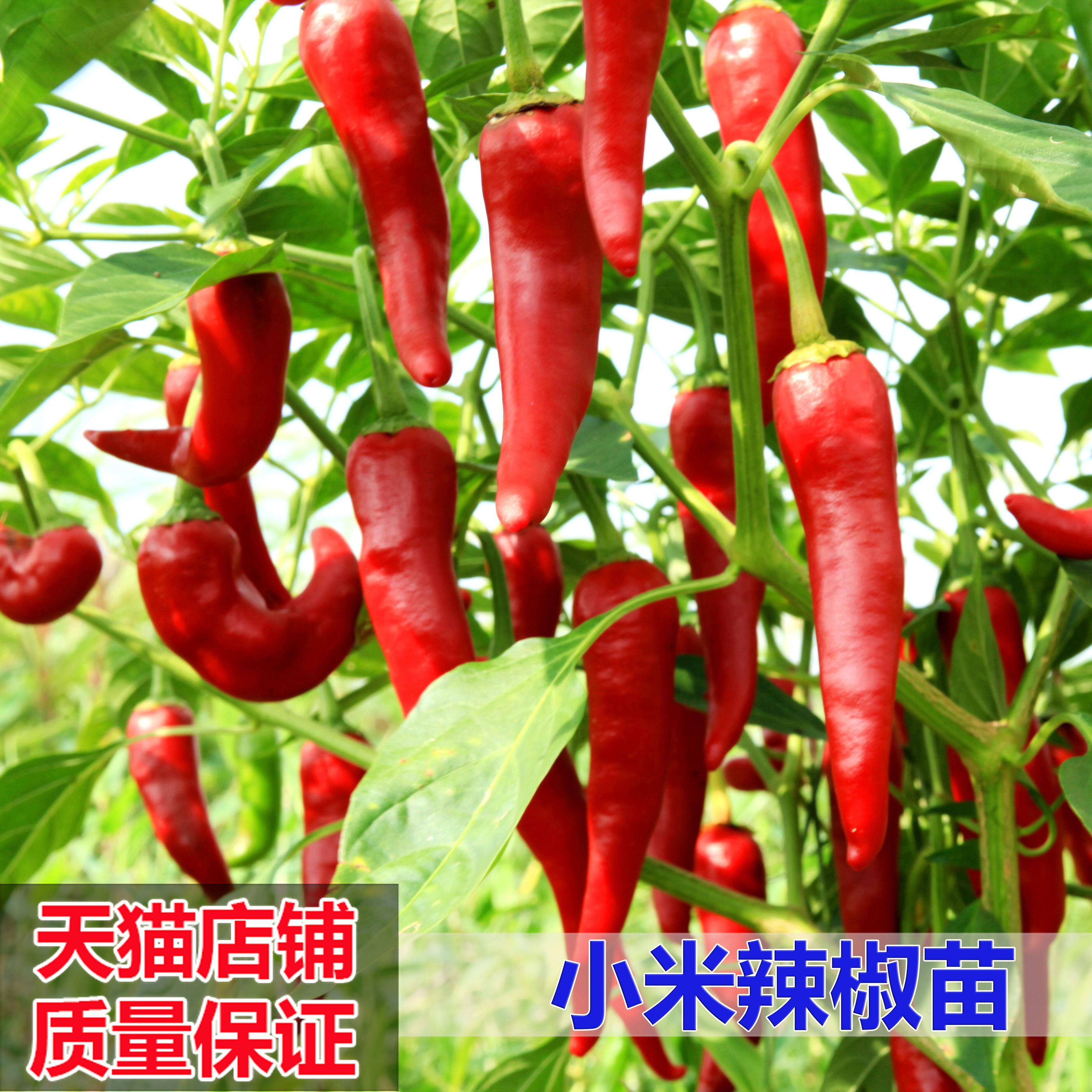 小米椒指天椒,指天椒小米椒(第6页)_大山谷图库