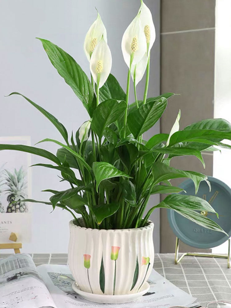 白掌盆栽一帆风顺水培植物室内阳台好养花卉绿植大盆红掌四季开花