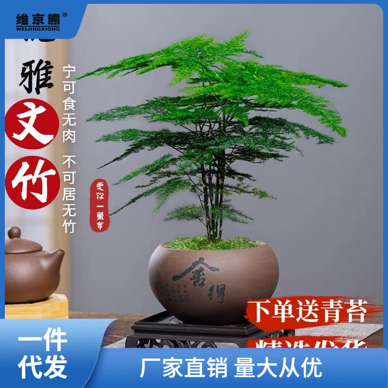文竹盆栽植物室内花卉盆景客厅办公室桌面小绿植好养云竹四季凌之