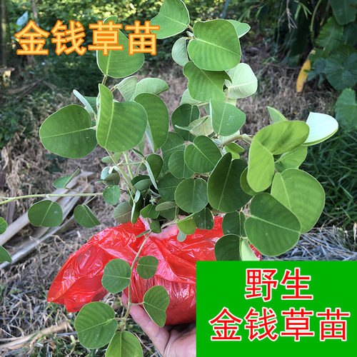 金钱草利尿通淋药材苗正宗新鲜