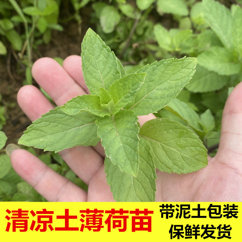 广西正宗清凉土薄荷盆栽绿植2026时令薄荷苗植物 可食用 可驱蚊