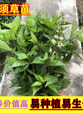 时令草本广西中草药猫须草