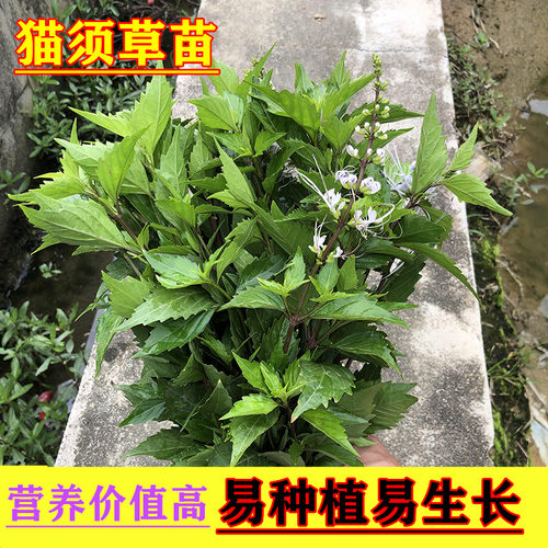 时令草本广西中草药猫须草