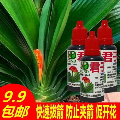 君子兰夹箭灵促箭剂快速拔剑剂通用型夹剑液促开花专用肥营养液