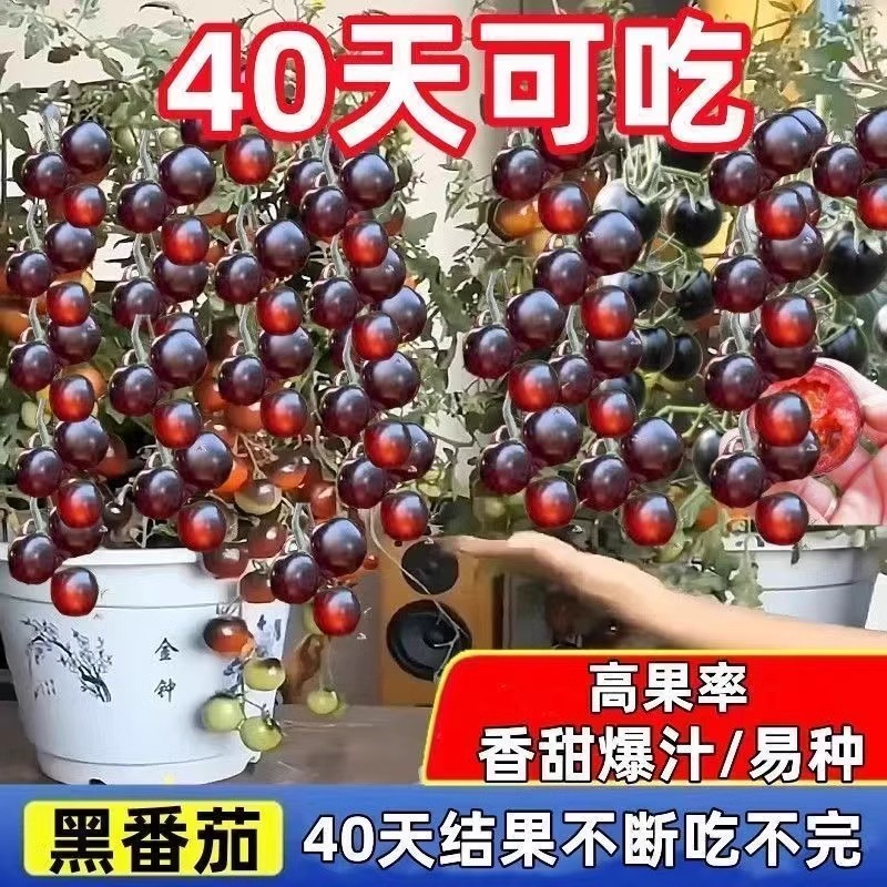 糖水黑珍珠黑番茄种子黑柿子小番茄籽圣女果阳台盆栽西红柿蔬菜籽