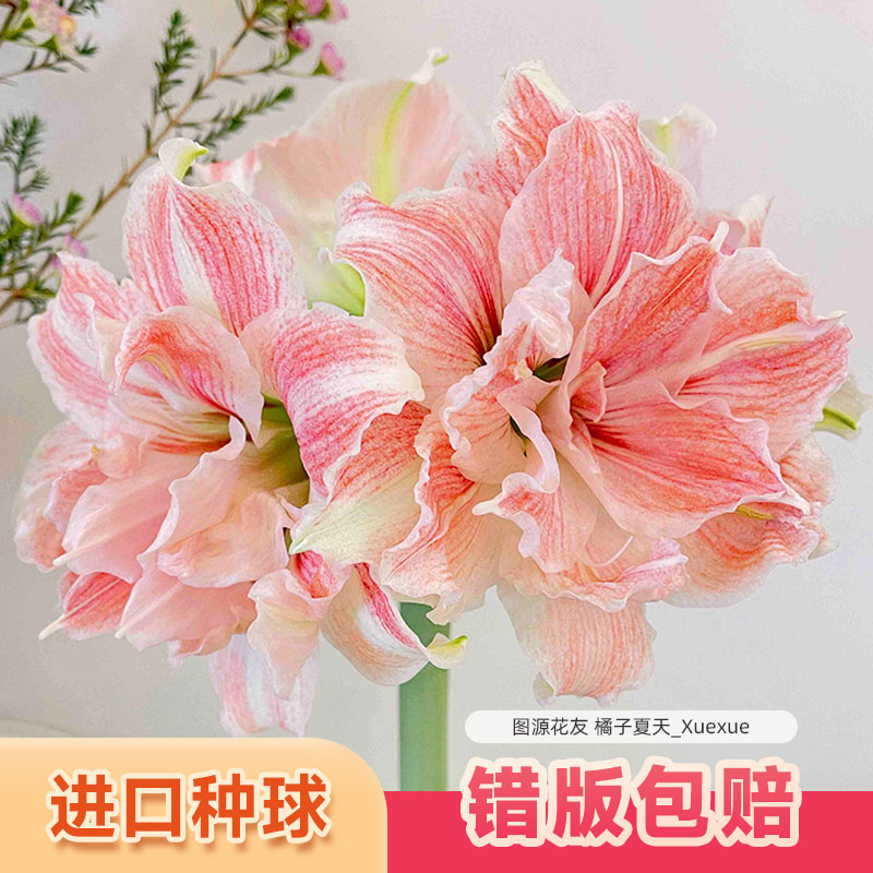 阿弗雷朱顶红进口重瓣种球阳台盆栽花卉籽室内四季耐寒多年生盆栽