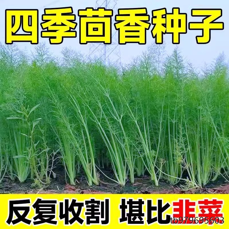 割茬小茴香种子茴香种籽菜种籽四季播种南方阳台盆栽苗秧蔬菜种孑