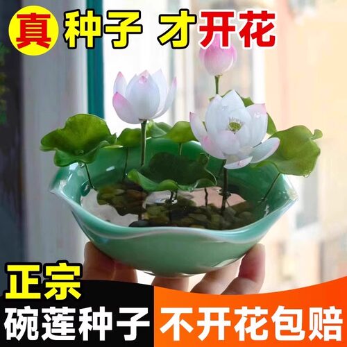 碗莲种子无土水培室内四季易播种花种籽水养荷花睡莲盆栽荷花花籽