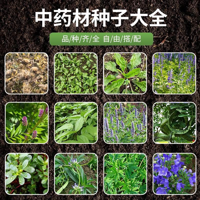 多年生药材种子当归四季图片