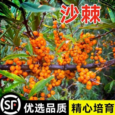 防风固沙草种籽沙棘种子四季