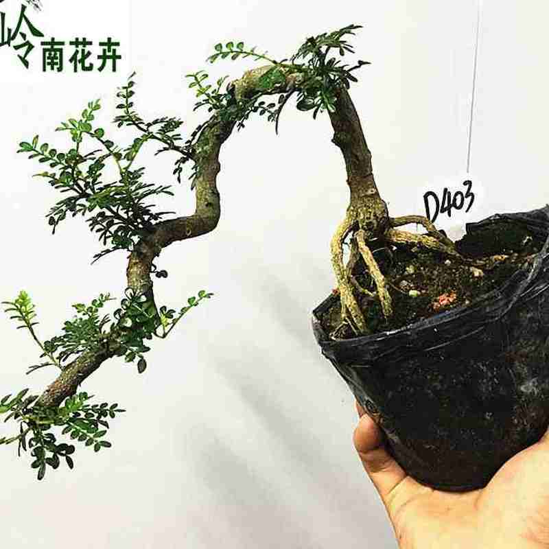 清香木盆景 室内桌面小型盆景 紫檀九里香 小叶福建茶老桩盆景