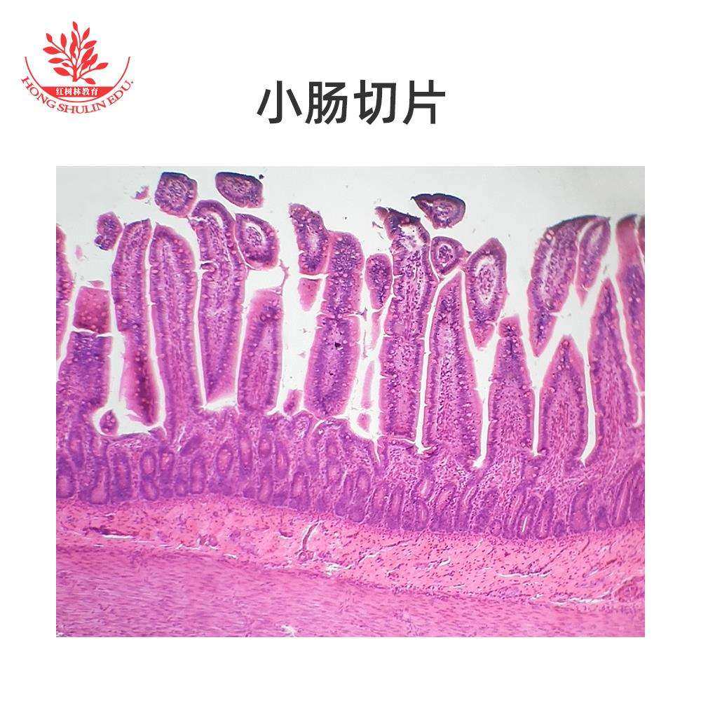 小肠切片生物玻片标本正常组织切片高教标准生物显微镜标本切片