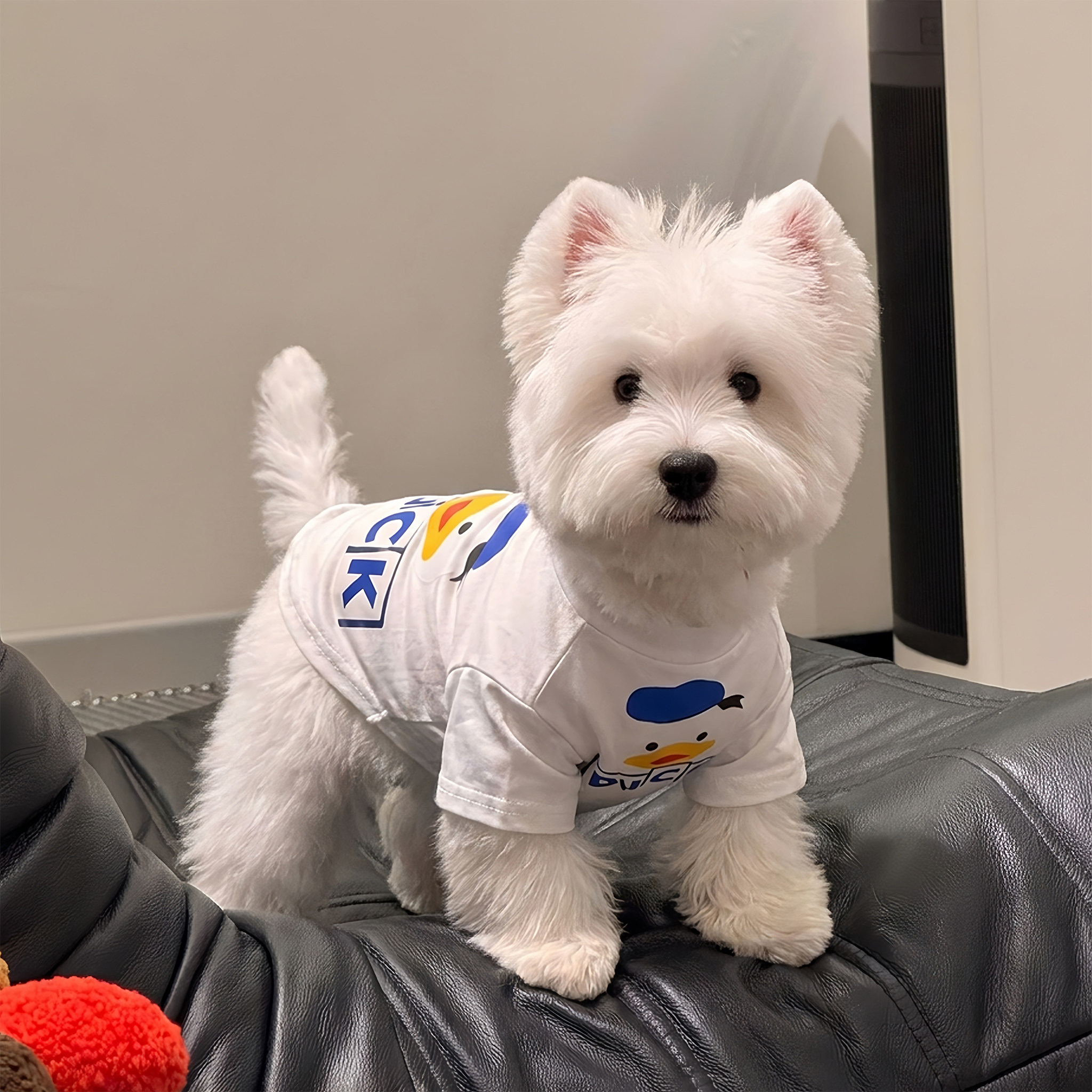 宠物狗狗衣服夏天薄款小型犬比熊T恤短袖防掉毛猫咪背心2026新款