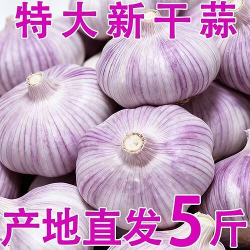 【产地直发】2026年新蒜紫皮独头蒜农家爆香小香蒜大蒜头干蒜独蒜