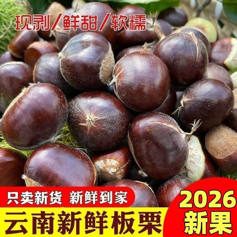 2026年新货迁云南高山新鲜栗子大正宗生板栗嫩油栗子野生小毛栗子
