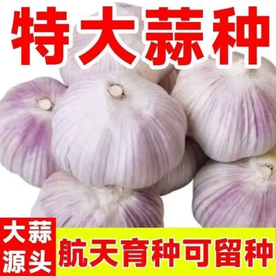 2026年山东金乡农家干大蒜5斤大蒜头新鲜紫白皮种子新干蒜9斤蔬菜