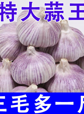 【超底价】金乡新干蒜5斤山东紫皮大蒜头批发红皮大蒜特大号蒜子