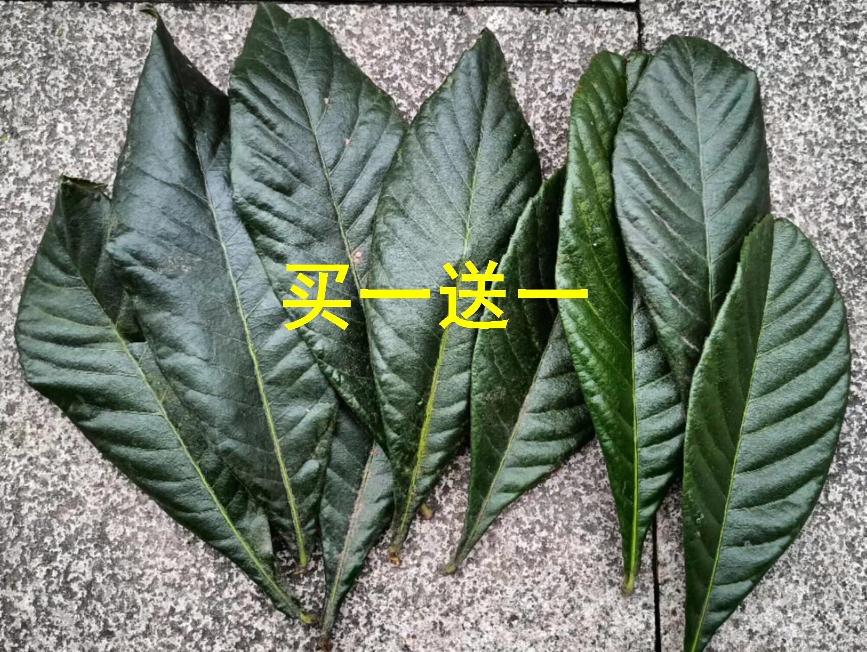 现摘枇杷叶新鲜500g克煮水咳止老枇杷果树叶茶琵琶叶干买一送一