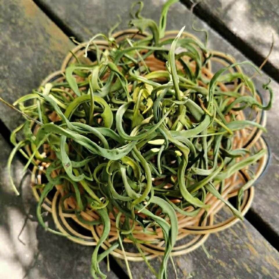 云南小叶化石草野生石韦中药长白山肾精茶正品店特包邮级