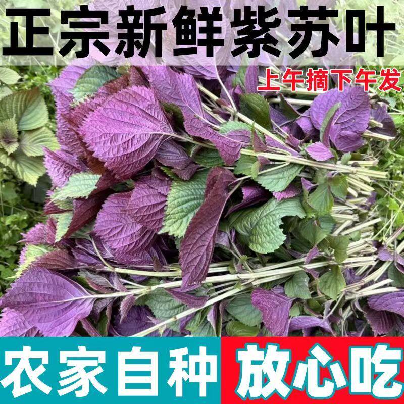 紫苏叶新鲜食用牛蛙鱼虾田螺蛳粉香料烤肉煎肉紫苏叶的功效与作用