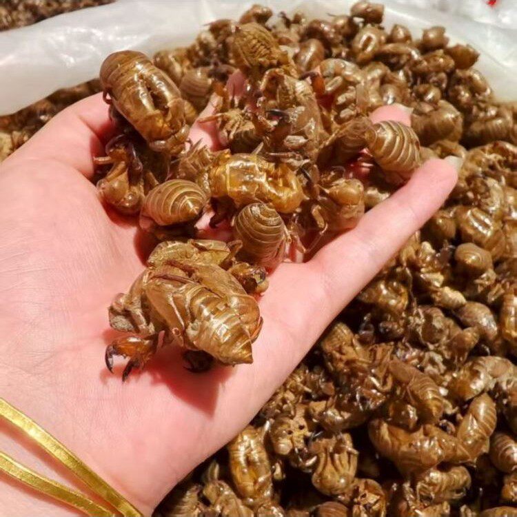 蝉蜕中药材500g克蝉衣知了皮蝉退