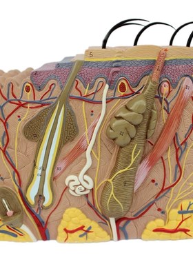 Skin Model,Skin and Hair Structure Enlarge Model Anatomical