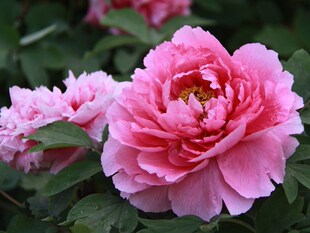 Peony flower seeds Paeonia suffruticosa Andrews seeds Planti