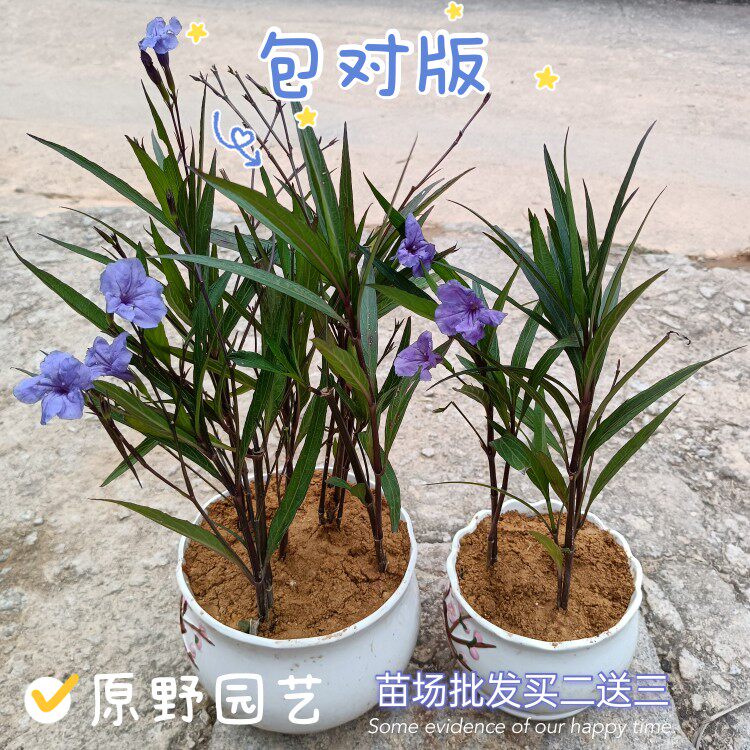 翠芦莉兰花草盆栽耐晒耐阴四季开