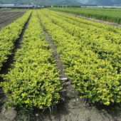 金叶女贞苗 常青植物 彩色绿化工程苗木W四季 绿篱树苗 金叶球造型