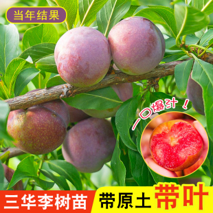 正宗嫁接李子树苗钱排三华李树苗蜂糖李树苗南北方种植盆栽庭院种