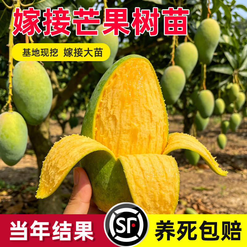 芒果苗树嫁接金煌芒四季芒果树苖贵妃芒当年结果庭院阳台盆栽地栽