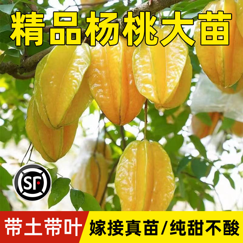 四季甜杨桃树果苗嫁接马来西亚杨桃树苗盆栽南方北方种植当年结果图片