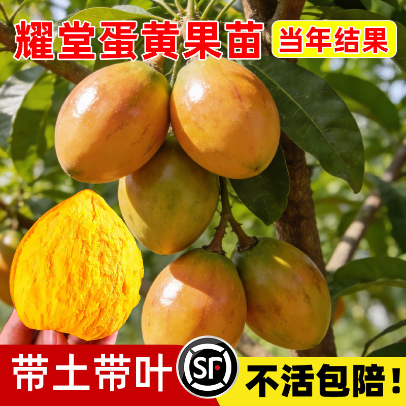 正宗鸡蛋黄果树苗嫁接药堂仙桃树苗木瓜仙桃果苗盆栽地栽当年结果
