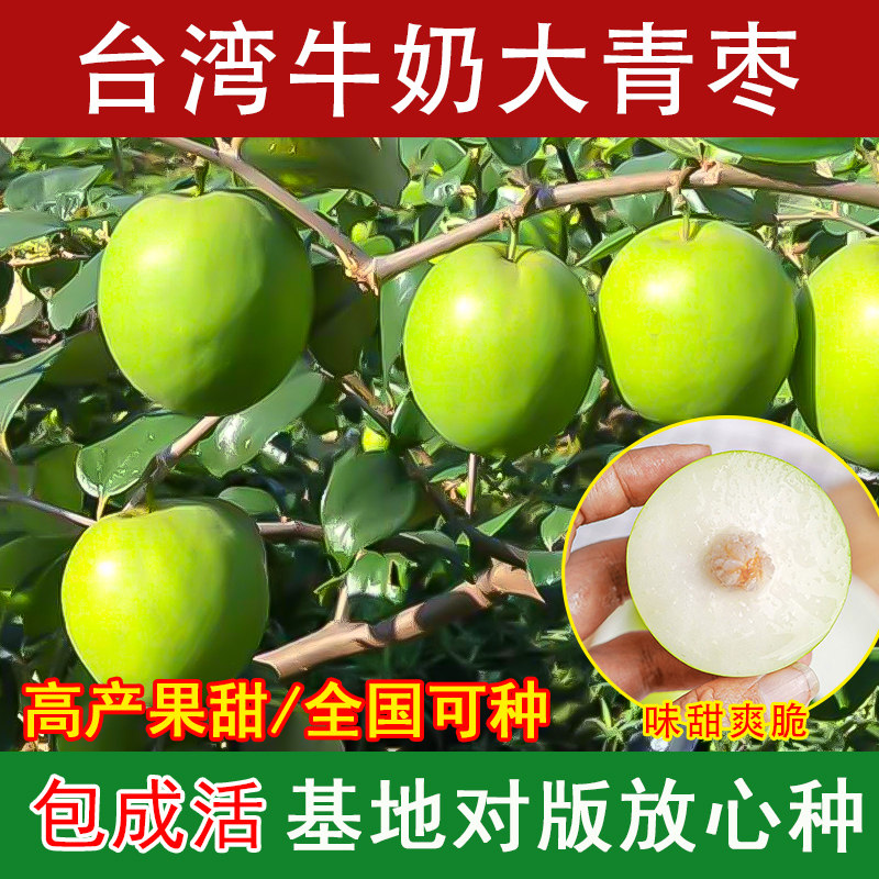 大青枣树苗嫁接台湾大青枣树苗蜜丝枣苹果枣南方种植庭院盆栽地栽