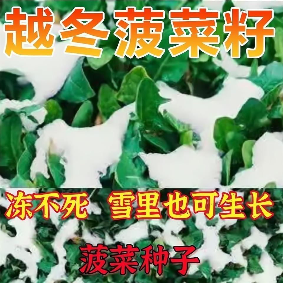 雪菠菜种子秋冬耐寒大叶红根厚肉抽薹四季蔬菜大全冬根菠菜种里子